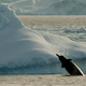 Image for article titled A Strange Whale Sound Recorded in Antarctica Could Be From a New Species